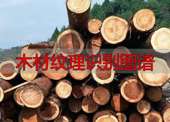认识樱桃木和黄花梨:木材特征及用途全解析(图2) 黄花梨特征用途_樱桃木特征用途_木材纹理识别图谱