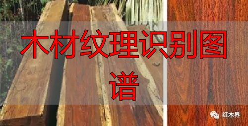 红酸枝家族图谱及鉴别方法,助你选购红酸枝家具不困惑(图21) 红酸枝木类木材特征_木材纹理识别图谱_红酸枝木类种类鉴别