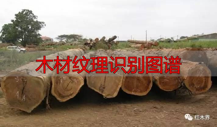 红酸枝家族图谱及鉴别方法,助你选购红酸枝家具不困惑(图9) 红酸枝木类木材特征_木材纹理识别图谱_红酸枝木类种类鉴别