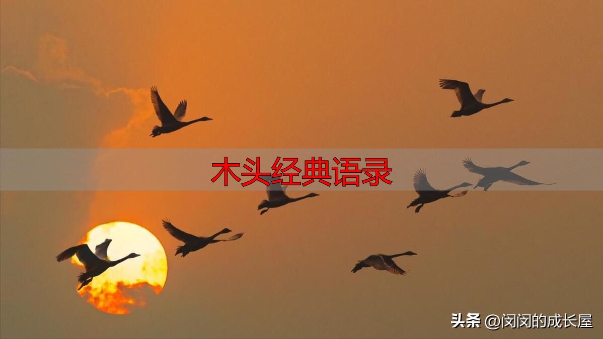 村上春树经典语录,温暖治愈值得收藏(图6) 村上春树人生感悟_木头经典语录_村上春树治愈语录