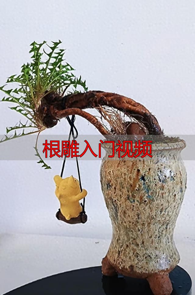 野草根养成传家宝?黑屋掐头逼出龙鳞皮,根雕入门视频看这招(图1) 婆婆丁根雕_根雕入门视频_黑屋催长多肉版根雕
