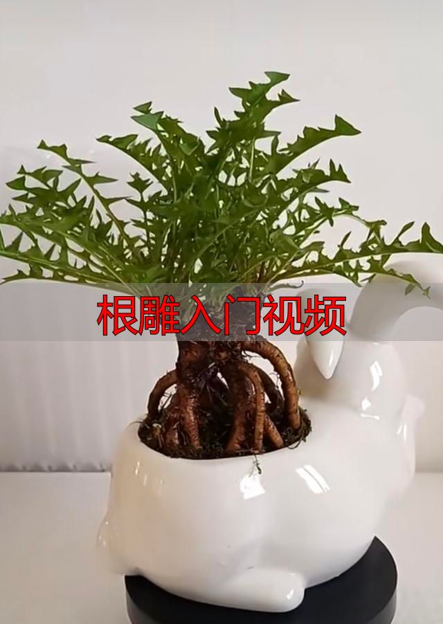 野草根养成传家宝?黑屋掐头逼出龙鳞皮,根雕入门视频看这招(图2) 根雕入门视频_黑屋催长多肉版根雕_婆婆丁根雕