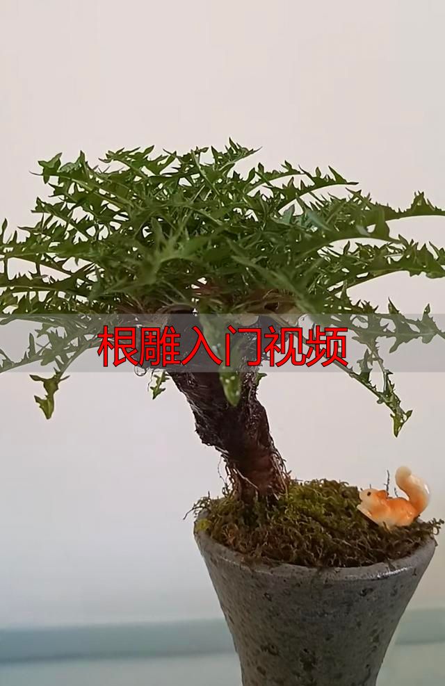 野草根养成传家宝?黑屋掐头逼出龙鳞皮,根雕入门视频看这招(图3) 婆婆丁根雕_根雕入门视频_黑屋催长多肉版根雕